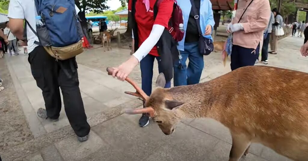 【江南タイムズ】 観光マナー違反！韓国人観光客が奈良公園でシカを虐待、日本文化への配慮不足が問題視される