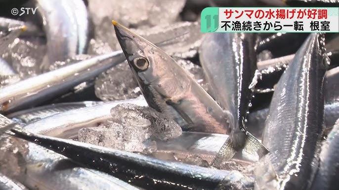 サンマの水揚げが好調🐟　安価で脂の乗った旬のサンマにご期待ください🙇