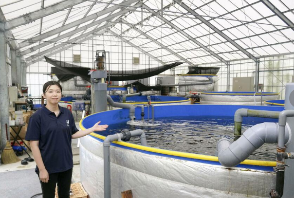 海なし県・埼玉でサバの陸上養殖に成功 温泉施設が培った水質管理ノウハウ生かす　「将来はサバのテーマパークのような場にしたい」