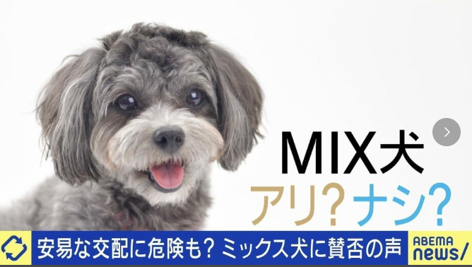 ピットブルと紀州犬を悪魔合体「コンゴトモヨロシク」人間の都合で遺伝子合体のMIX犬に賛否の声