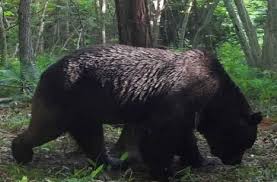 【北海道】牛襲い続けた「怪物ヒグマ」OSO18…“肉の味”教えたのは人か 進む巨大化と求められる対策