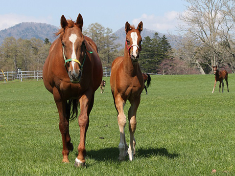 競走馬育成牧場「職場見学に36歳が母親と来てドン引きした」