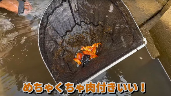 【水ラーメン】違法放流された金魚1000匹を捕獲し、驚くべき調理方法を披露！意外においしかった!?