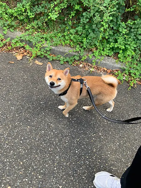 飼い主を「ウ〇チ拾いが趣味の人」だと誤解している柴犬ドン引きの表情で「また拾ってるんですか？」