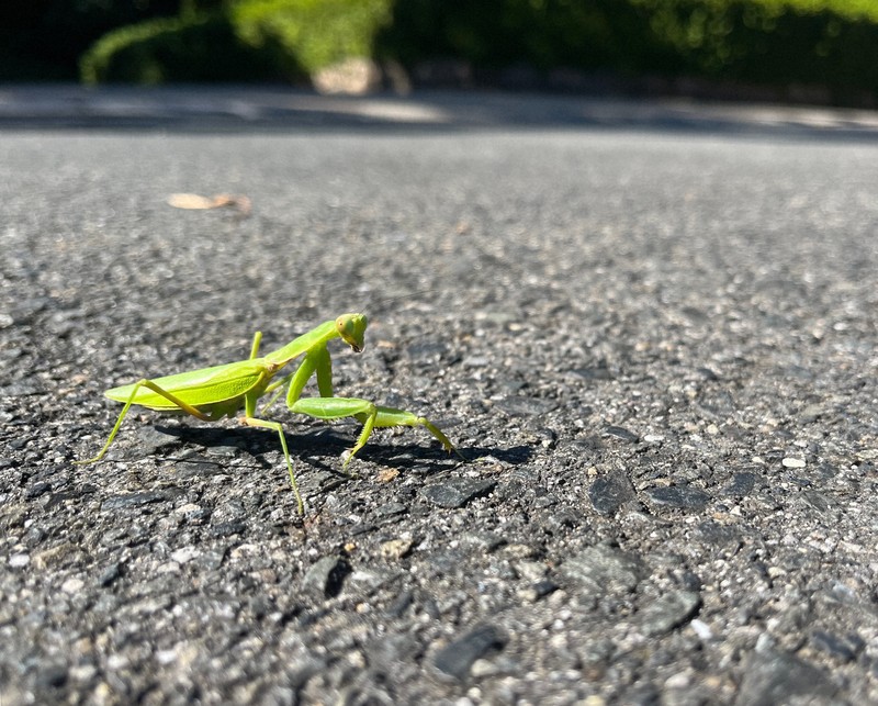 【ハリガネムシ】アスファルト上で死ぬカマキリ、寄生虫に操られていた　京大など解明