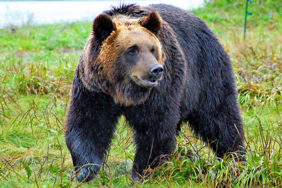 ヒグマにとって10年ぶり"山の異変" 「秋になり出没がピタッと止まった」 クマの主食 "ドングリ"が大豊作 人里に出なくても山に食い物いっぱい… でも冬眠前はやっぱり要注意 油断は禁物 北海道