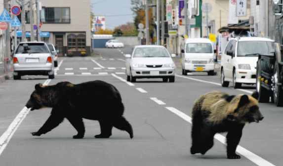 【（・(ｪ)・）】「玄関開けたら…クマ」撮影者も困惑　ほえる犬　その先に“クマ”どうなる？　秋田