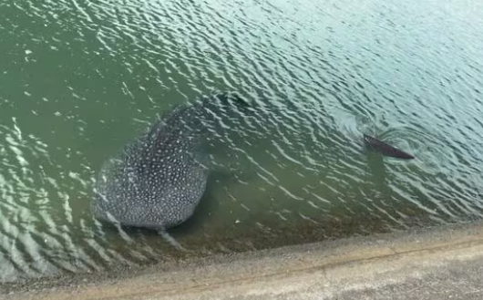 【愛媛・宇和島】川に“迷子”ジンベエザメ　地元の園児60人集まり注目