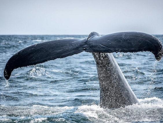 【韓国】「日本も国際法違反では？」"クジラ肉" 4600kgを日本から密輸入した韓国50代女性、執行猶予付き懲役刑