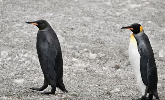 全身が真っ黒なペンギンを発見、超レアな動画の撮影に成功