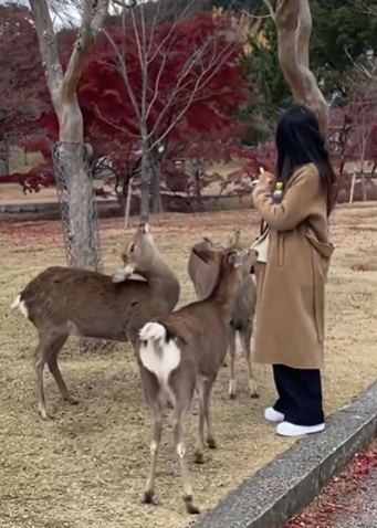 【動画あり】　中国人の女が鹿を殴る　→　へずまりゅうに叱られ逆ギレ