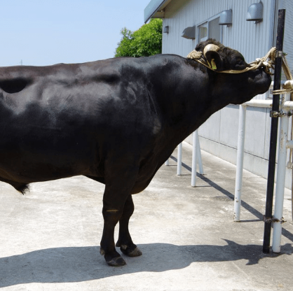 「白鵬８５の３」死す　鳥取県を代表する種雄牛　産地復興に貢献