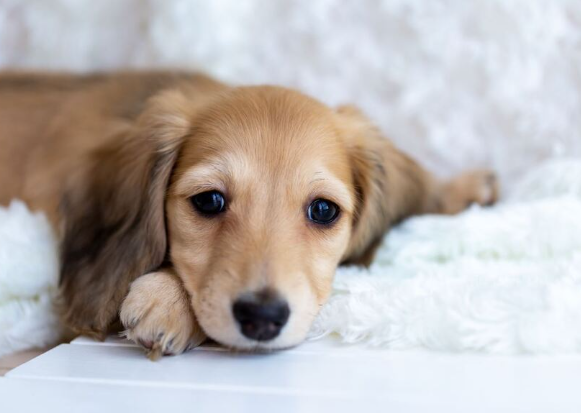 【調査】1万人超が選んだ「かわいい動物」ランキング！　3位「ジャイアントパンダ」…圧倒的だった1位と2位は？