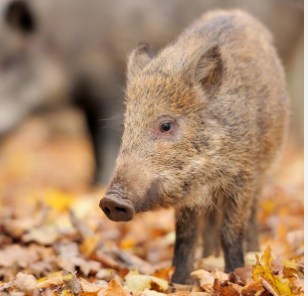 イノシシ北上、農家対策も「限界」　被害、全国は減少も北東北では深刻化　降雪減少、狩猟も弱体化