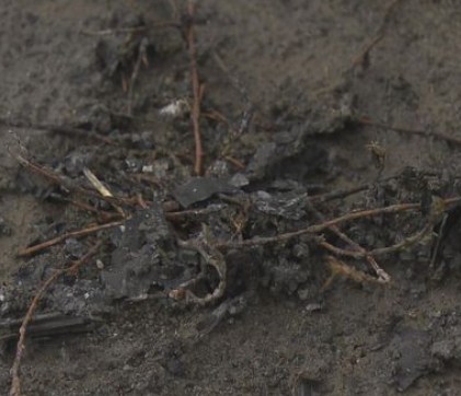 ヒグマ、公園で焚火