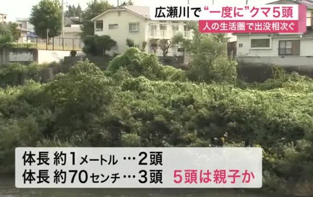 【🐻🐻🐻】仙台市青葉区の広瀬川河川敷で“一度に”クマ５頭　ＪＲ仙台駅から約３キロ【🐻🐻】