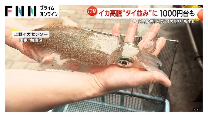 【もう高級魚】イカがタイ並みの価格に…全国的な不漁で高騰　「天敵・クロマグロが増えてイカを食べた可能性」専門家が指摘