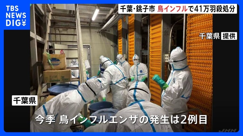 千葉・銚子市の養鶏場で高病原性鳥インフルエンザの感染確認　約41万羽を殺処分