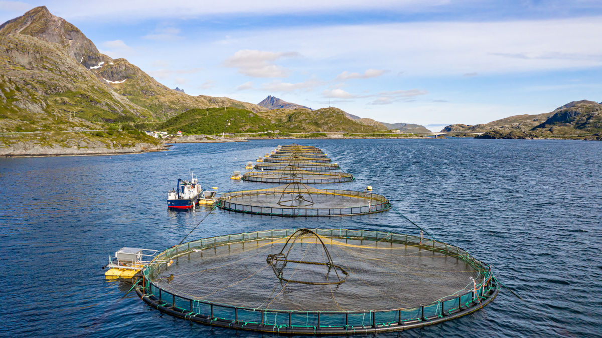 【国際】ノルウェーの養殖場からサーモン2万7000匹が大脱走、水産会社が逃亡サーモンに”賞金”を設定   1匹につき約7000円