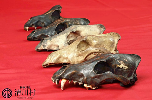 【神奈川】清川村「ニホンオオカミの骨」７点、ゲノム解析で本物と確認…民家で魔除けとして代々受け継がれ