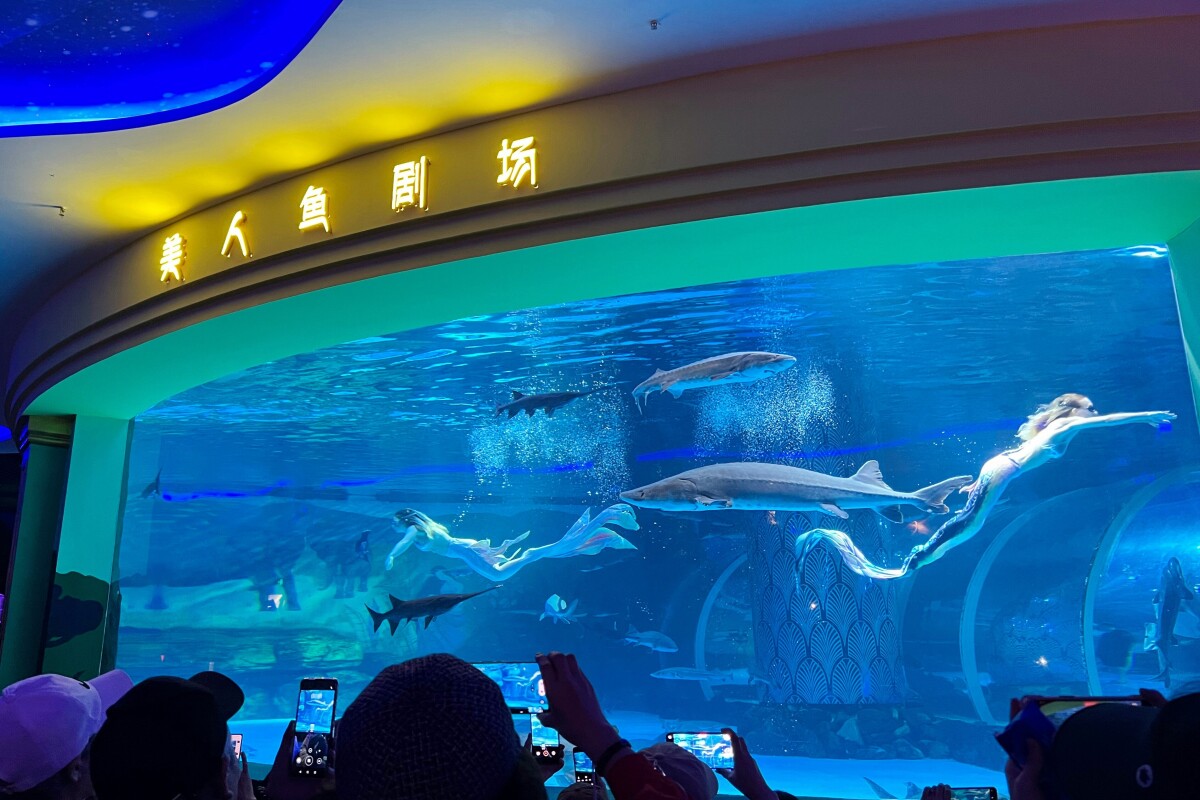 【チャイナ】 水族館のマーメイドショーでパフォーマーが巨大な魚に襲われる