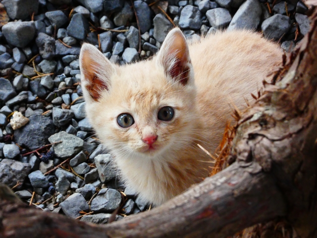 【話題】野良の子猫が家の中に入ってきた！　飼い猫のごはんをガツガツ食べ、そのまま居座る