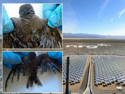 「年間6000羽が焼鳥」と非難された太陽光発電が閉鎖、熱線で蒸気タービン回すアメリカンマッスル方式