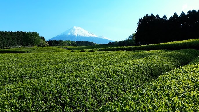 『茶の都』がついに首位陥落…静岡県が荒茶の生産量2位 農林水産統計の調査開始以来初 1位は鹿児島県