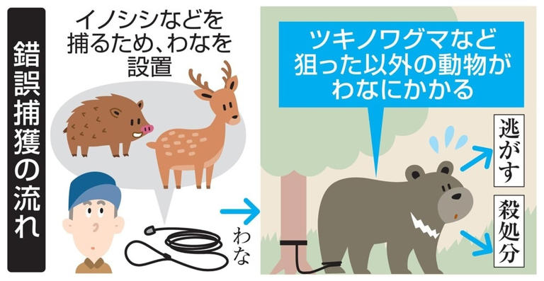 【研究】クマがわなにかかったシカを食べる光景を初撮影。新たな食料源？研究者は人とクマが遭遇する危険性を指摘する