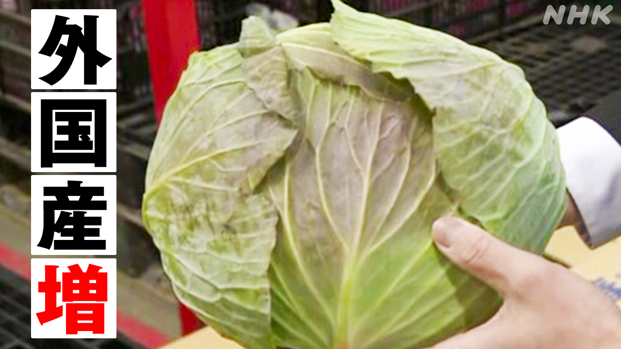 【農業】キャベツ 1月の輸入量が記録的な増加 前年比42倍に