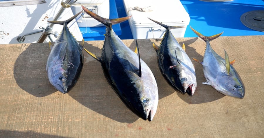 【魚】マグロは恐ろしくエネルギー効率が悪い！1kg増やすのに10kg以上餌が必要