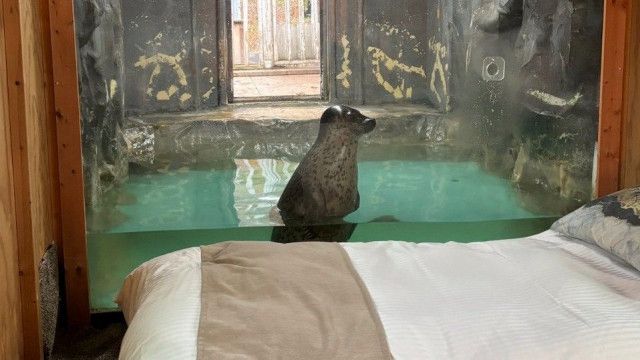 【北海道】「日本一危険な動物園」、札幌市が「閉園命令」へ…制限区域に無許可で開設２０年 「アザラシと一緒に宿泊する」企画で炎上も
