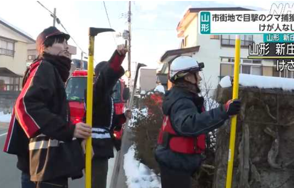 【山形 新庄】市街地のクマ 麻酔銃で眠らせ捕獲 けが人なし