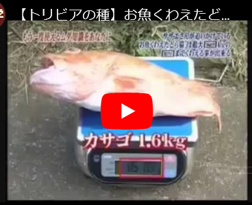【猫／ほのぼの】トリビアの泉、サザエさんの歌のお魚咥えたドラ猫は「何キロ」まで持てるか検証してみる
