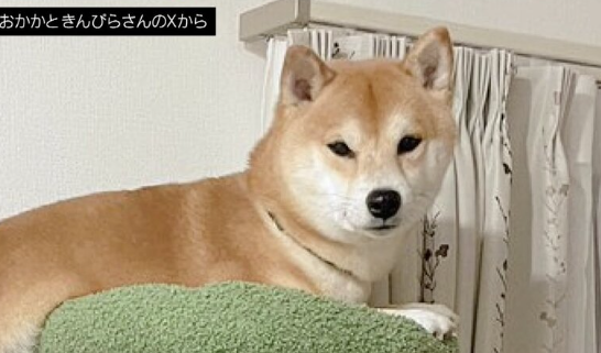 【悲報】キャットタワーを登頂した柴犬のおかかくん、自力で降りられず飼い主に助けを求める