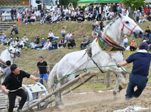 馬にソリを牽かせて速さを競う東北馬力大会、動物愛護団体の告発を受けて中止に🥺