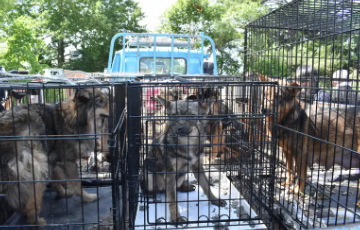 犬が飼育崩壊の地獄から逃走→鶏小屋でチキン☆パーティー！！208羽ウマー！！→元の飼い主の下へ