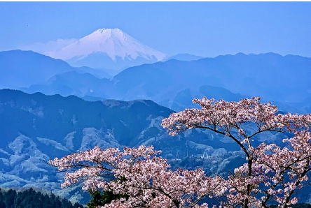 【日本の山を政府が買い取ればいいんです】日本の山を政府が買い取ればいいんです