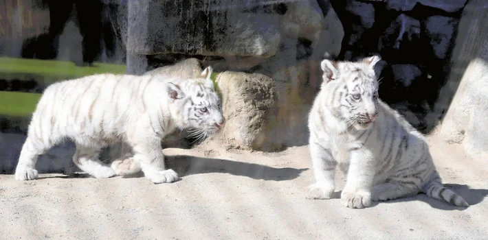 ホワイトタイガーの赤ちゃん命名、誕生石にちなみ「コタ」と「ハク」…東武動物公園