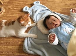 【😼】猫は乳児より早く絵と言葉を関連付ける？　英科学誌