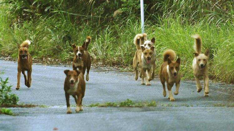 「野犬」の悩みは続く…「朝、玄関前に十数頭が群れていた」茨城の町
