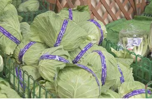 物価高のなかあらゆる野菜が異例の安さに  レタス1玉73円  生産者に激震