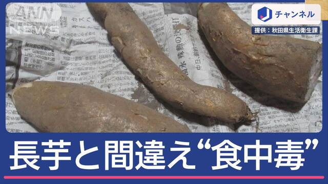 長芋と間違え“グロリオサ煮物”で食中毒に…
