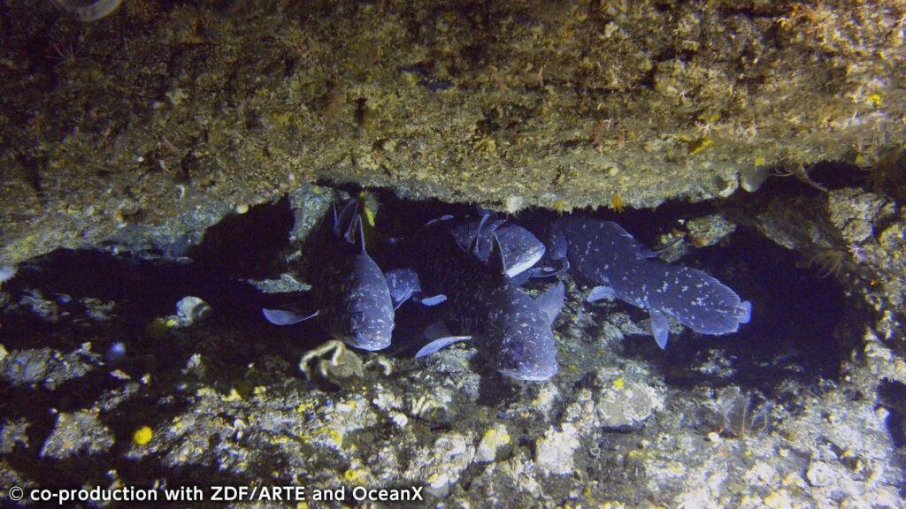 【テレビ】世界初！謎多き古代魚・シーラカンスを「72時間連続追跡」 | NHKスペシャル　3月2日午後9:00〜