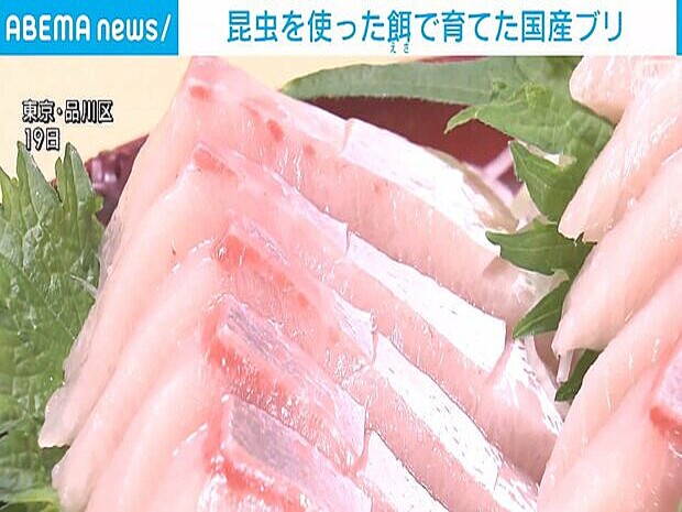 【漁業】昆虫を使った餌で育てた国産ブリ　都内で試験販売