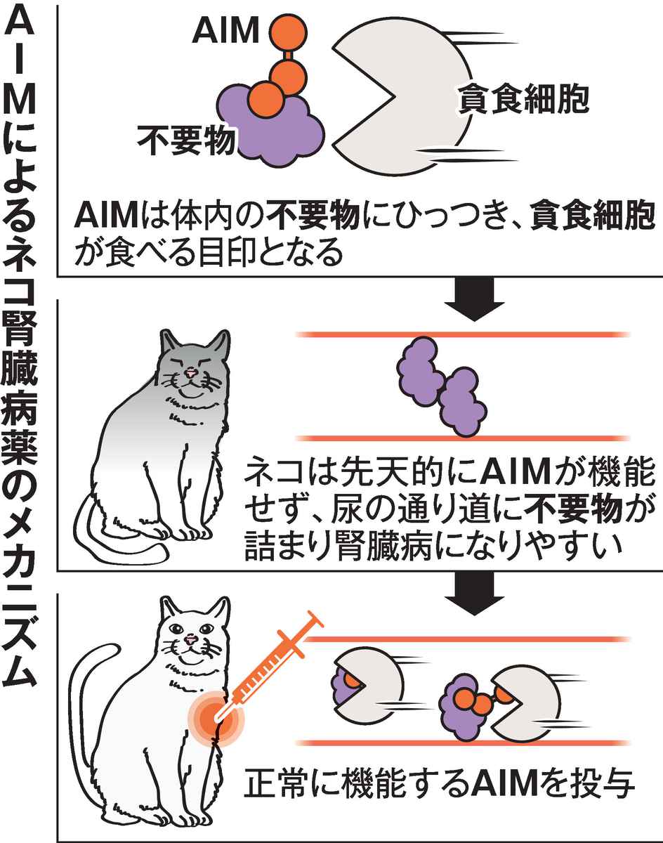 【動物医療】タンパク質「AIM」を使った腎臓病のネコ用新薬が完成、令和９年春にも実用化へ