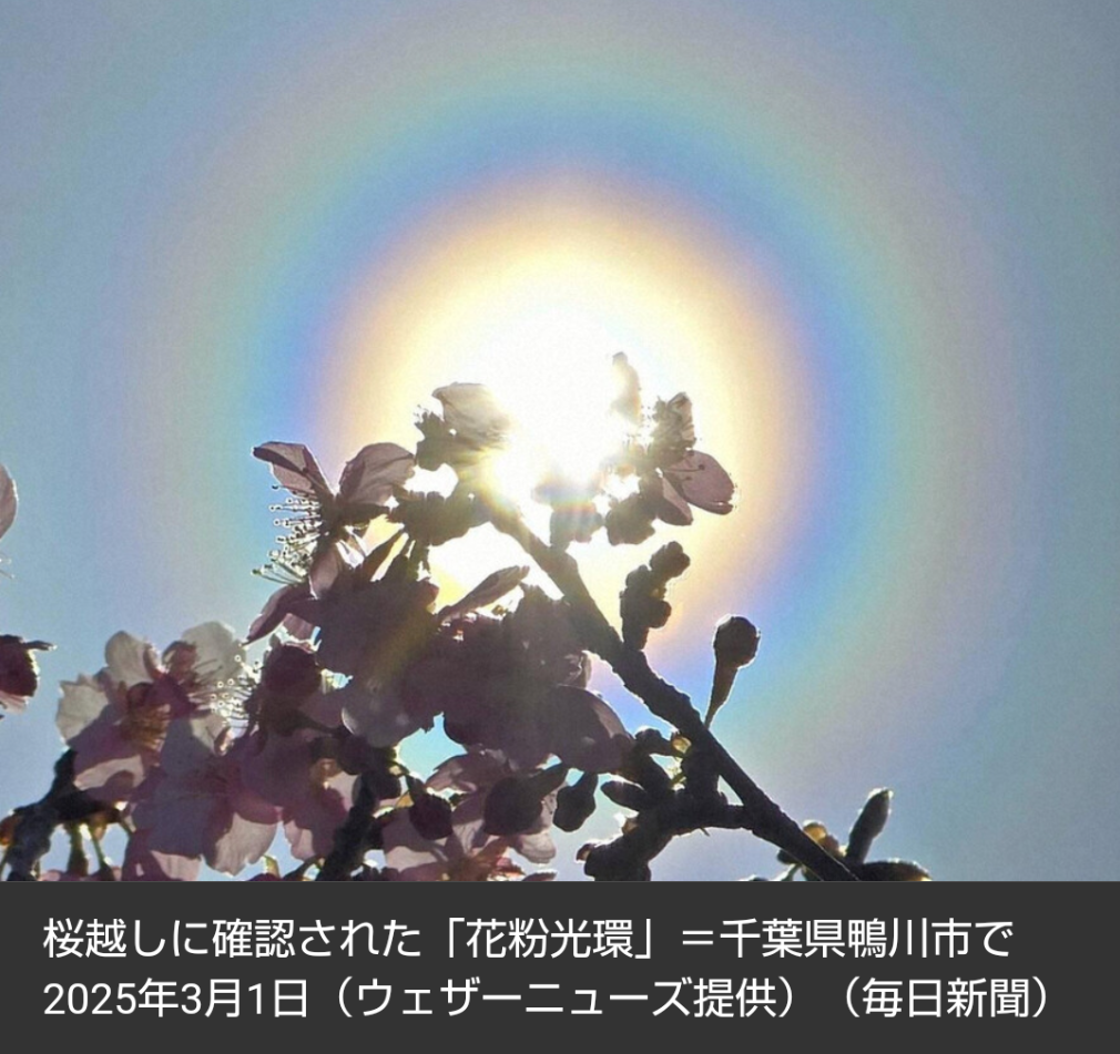 【花粉症】太陽の周りに虹色の輪…　「魔のサークル」出現　“花粉本格飛散” のサインとされる