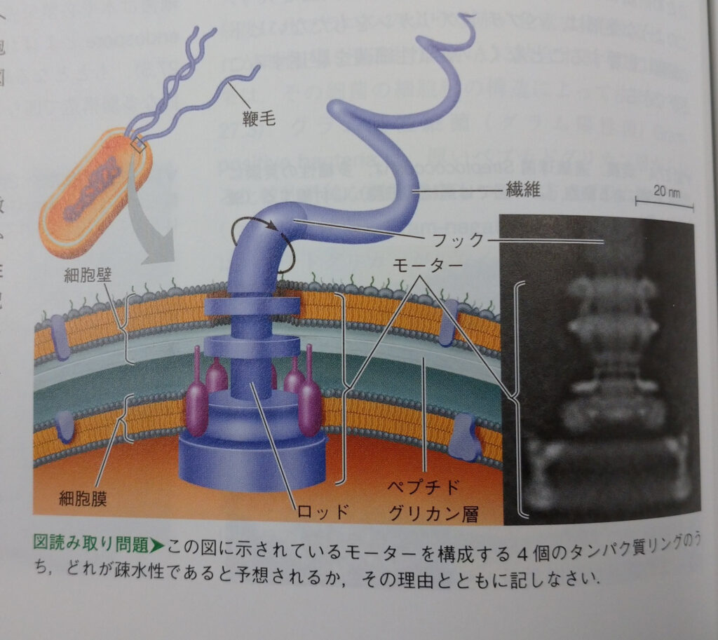 【画像】細菌を動かす「分子モーター(直径45nm)」がヤバい…