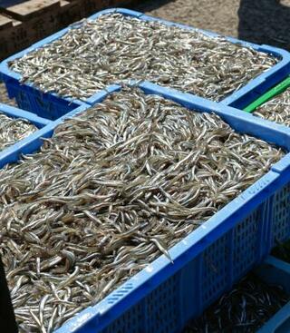 【水産資源】春の味覚イカナゴ漁、兵庫で解禁　播磨灘、近年は漁獲量落ち込み