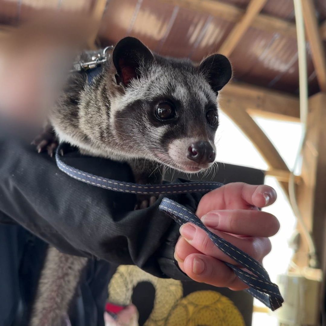 【どうぶつ】ノースサファリの行き場を失った動物たち…札幌市円山動物園に引き取りを求める意見も、さまざまなハードル